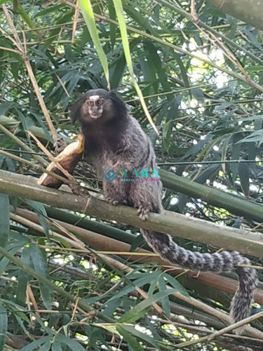 Imagem 15 de 15 de Pousadinha Rústica ,ilhabela , Vista Para Mar E Para Montanha R$ 580.00 - Ilha/po/bv