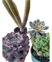 Comprar Cactus Y Suculentas Xl Maceta 12 A Elección Deco Plantas 