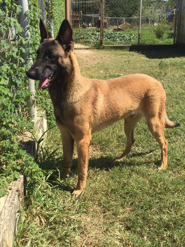 Cachorro Pastor Belga Malinois Machos En Caracas