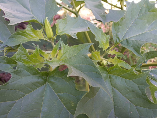 100 Semillas Chamico Datura Stramonium Flor Blanca