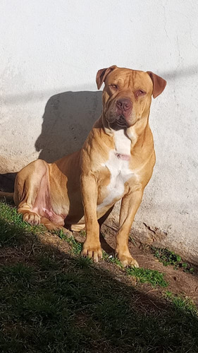 Pitbull Red Nose (servicio De Monta)