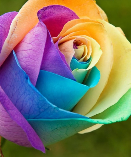 100 Semillas De Rosa Multicolor Arcoiris Perfumada Más Envío