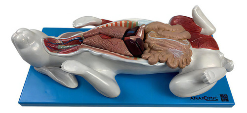 Anatomic Tzj-0607-Op Anatomia Do Coelho Com 9 Peças Em Placa