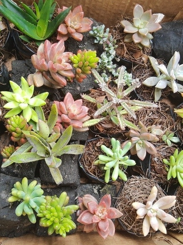 Imagen 4 de 10 de Suculentas Y Cactus 30pz. Más Costo De Envío.