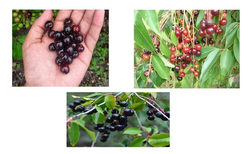 Frutal De Capulin, Cereza Negra, Cerezo Mexicano Con Envio
