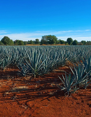 Pack De 4 Destilado De Agave El Compadre 1 L
