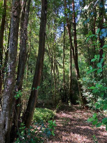 Parcela Con Casa Y Bosque Nativo A 20 Minutos De Valdivia 