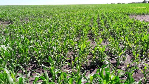 Imagen 2 de 5 de Vendo Campo En Brugo 82 Has