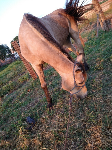 Crioulo