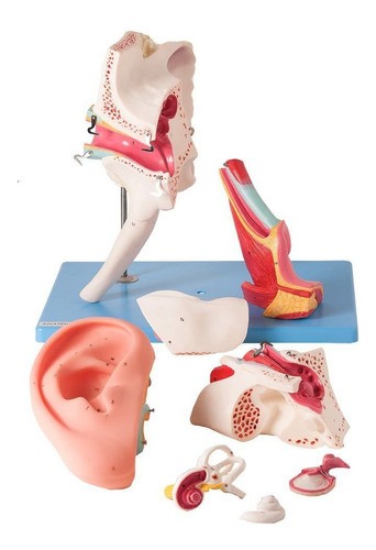 Ouvido Ampliado 4x Clássico Em 8 Partes Modelo Anatomia