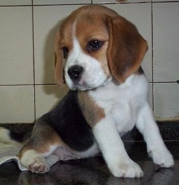 Beagle fogyni. A Beagle kutya nevelése