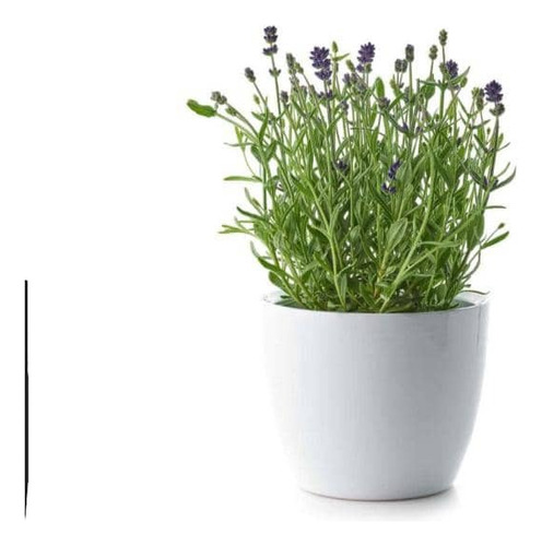 Pack De 5 Lavanda Inglesa Planta Pequeña Arbusto Ornamental