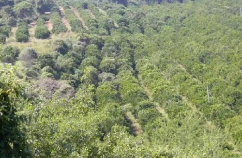 Imagen 4 de 23 de Venta De Terreno Puente De Ixtla Precio A Negociar, Con Titulo De Agua H