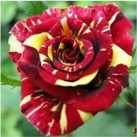 Kit 60 Sementes Rosas Do Deserto E Raras P Mudas Em Jardim