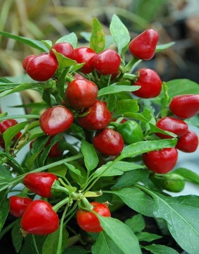 500 Semillas De Chile Red Cherry Pepper Exótico + Abono