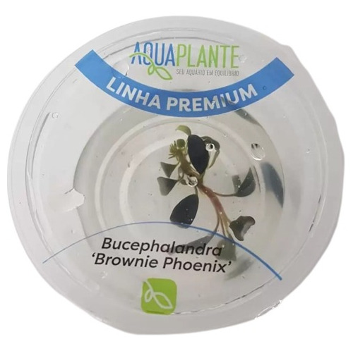 Bucephalandra Sp. Brownie Phoenix (premium)