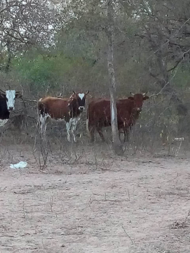 Imagen 2 de 2 de Vendo 152 Hectáreas En Rosario De La Frontera Salta