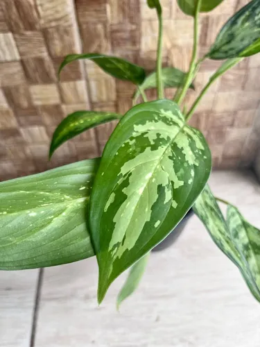 Aglaonema Pictum Tricolor Rara Colecionável | MercadoLivre Aglaonema Pictum Tricolor Rara Colecionável | MercadoLivre