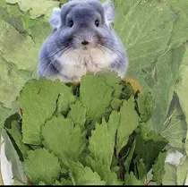 Comprar Hojas De Fresa Para Conejos, Chinchillas, 50 Gr