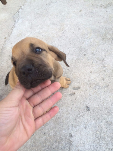 Filhote De Cachorro Fila Brasileiro Mercado Livre