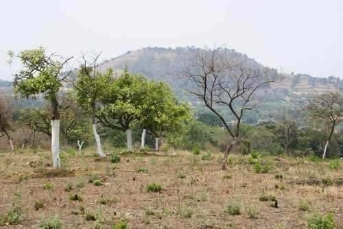 Imagen 2 de 6 de Terreno Campestre Totolapan, Morelos