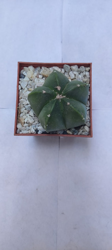 Astrophytum Myriostigma Nudum