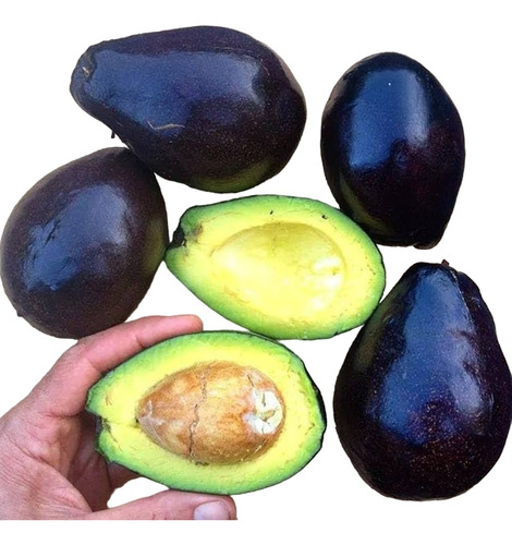 Aguacate Oloroso, Arbolitos Pregunte Costo De Envio