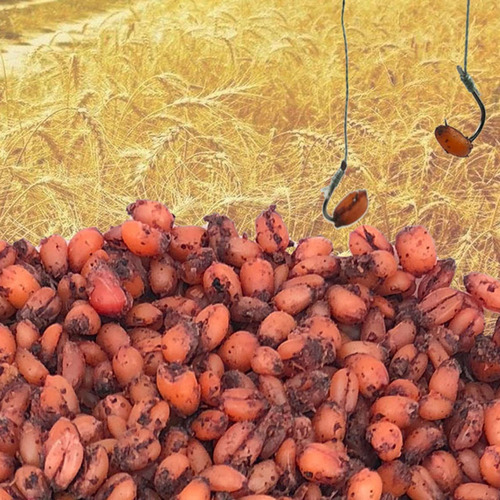 Cebo Fermentado De Trigo Natural Aditivo Eficaz Para Señuelo