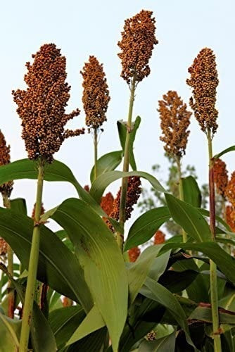 Semilla Sorgo Bicolor Sin Tratamiento