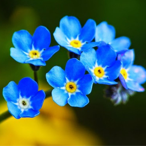 Imagen 2 de 4 de 40 Semillas De Myosotis Alpestris Blue (no Me Olvides)