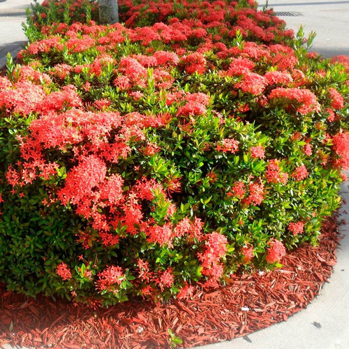 10 Mudas De Mini Ixora Para Jardim | Parcelamento sem juros