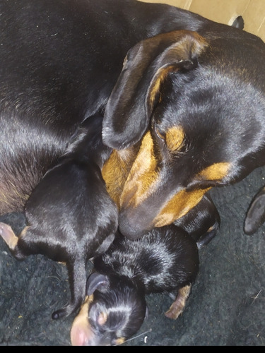 Cachorros Dachshund  Salchichas , Listos Para Su Entrega