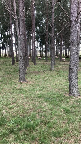 Chacra Venta Las Cumbres San Carlos Punta Del Este Maldonado