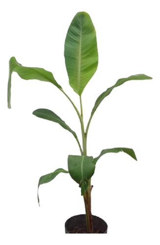 Planta Banano 12lts 150/170cm Oferta¥13mil