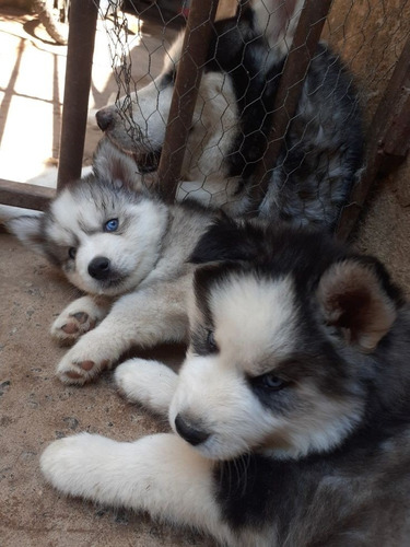 Husky Siberiano 