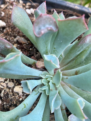 Imagen 4 de 7 de Echeveria Pink Trumpet - Planta Suculenta Exótica