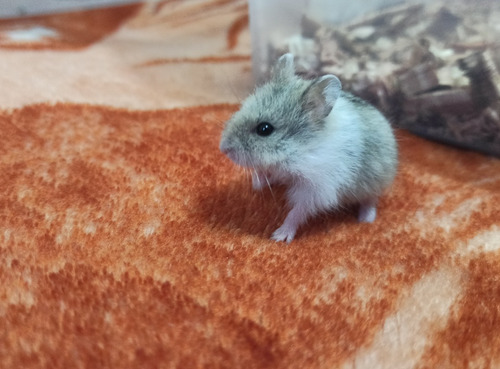 Hamsters Mascota