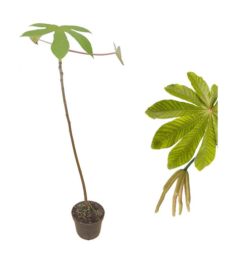 Muda De Embaúba (cecropia)
