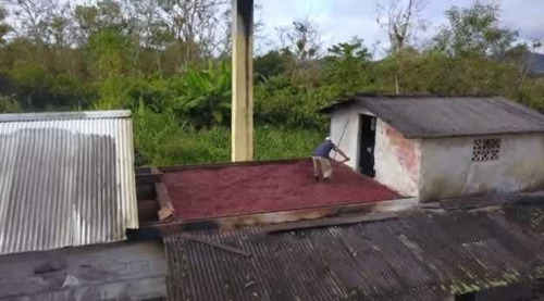Imagem 26 de 30 de Fazenda De Cacau, Látex E Mogno No Brasil - Cidade Ituberá-ba - 7654