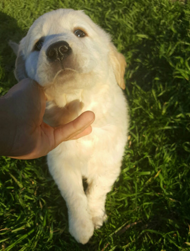 Cachorras Golden Retriever 100% Premium, Preciosas