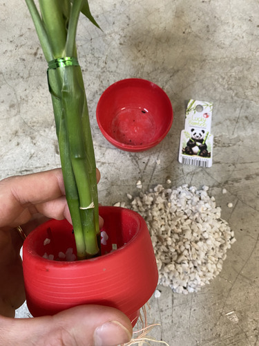 Lucky Bambu Da Sorte Hidrocultura Prosperidade Boa Energia