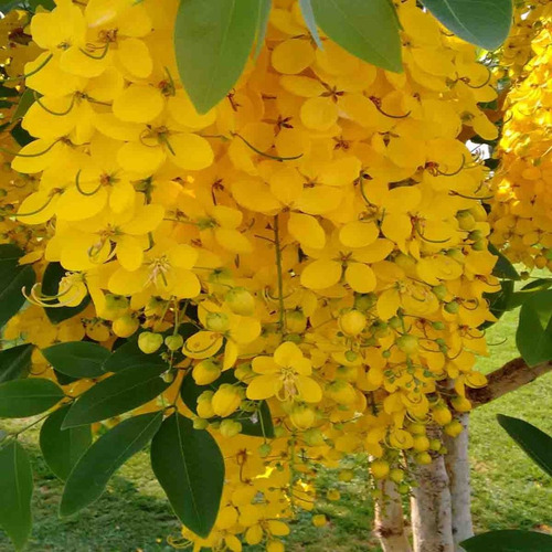 Semillas De Arbol De Lluvia De Oro ( Cassia Fistula )