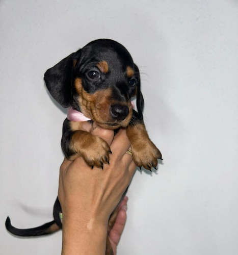 Cachorra Teckel Black Manizales Animal Pets Colombia 