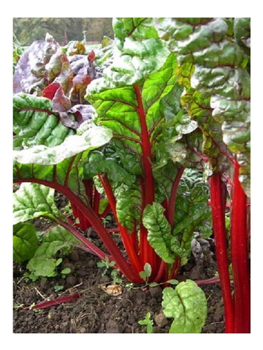 Acelga Penca Roja Semillas Organicas Linea Premiun