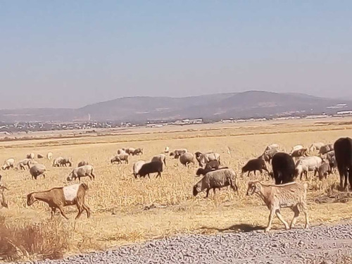 Imagen 9 de 12 de Tolcayuca, Hidalgo