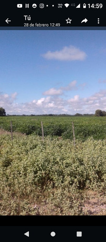 Campo 892 Hectares 80 Kms De Santiago Del Estero Capital 