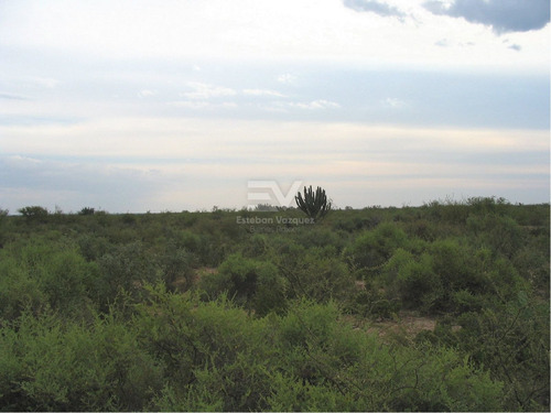 Imagen 3 de 6 de Venta. Campo 2200 Htas En Lucio V Mansilla. Ideal Engorde