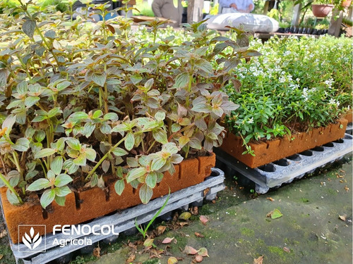 Imagen 6 de 8 de Caja De Espuma Agrícola Ultrafoam 2.5x3.5x3.5 (2.080 Cubos)