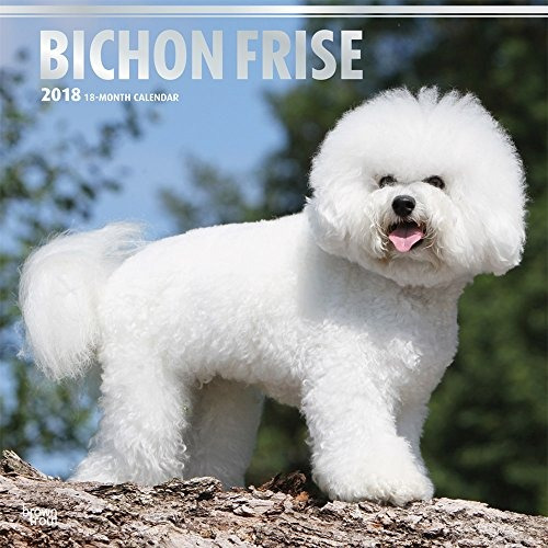 Bichon Frise 2018 12 X 12 Inch Monthly Square Wall Calendar 