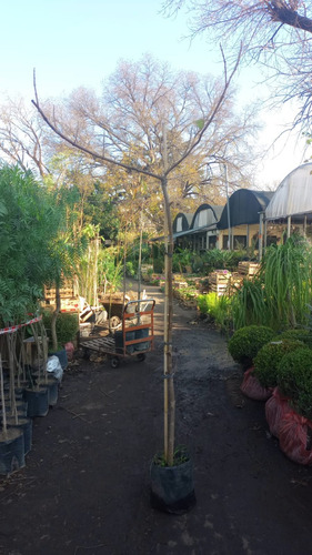 Paulonia, Árbol Dedalero, Árbol De La Emperatriz, Kiri 10lts